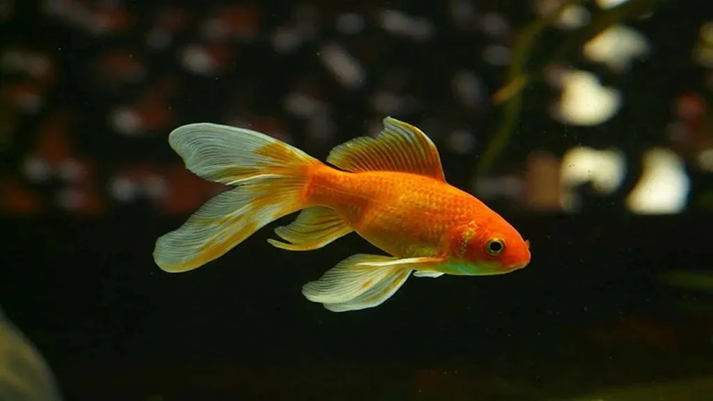 Factors Influencing Goldfish Algae Control