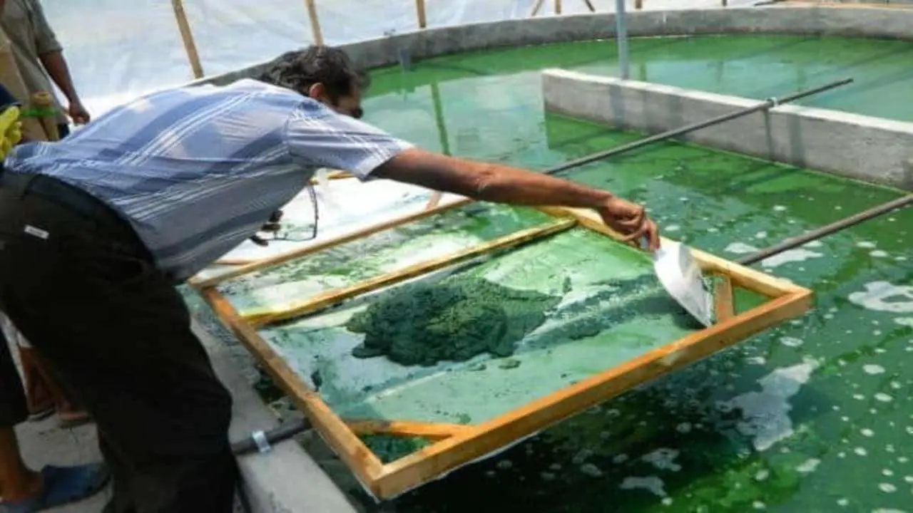 Growing Spirulina: The Superfood You Can Grow Yourself