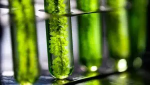 High-Value Products from Microalgae From Skincare to Food Supplements