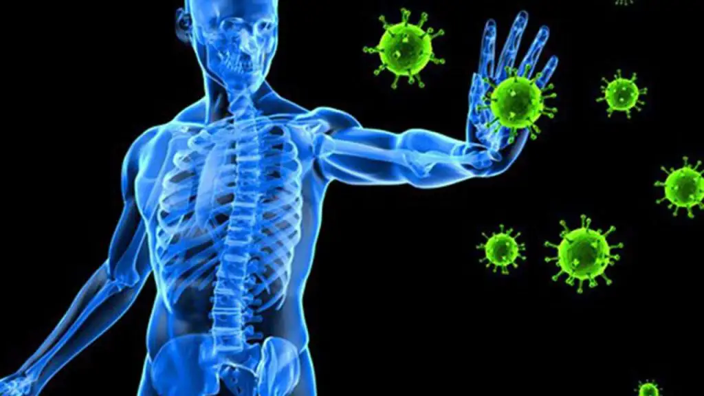 Immune System Fortifier: Building Robust Defenses