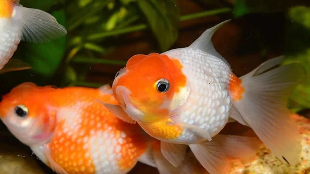 Integrating Goldfish into a Broader Algae Control