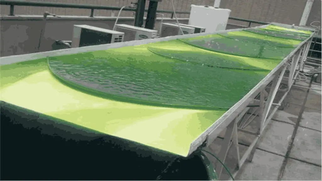 Microalgae Cultivation