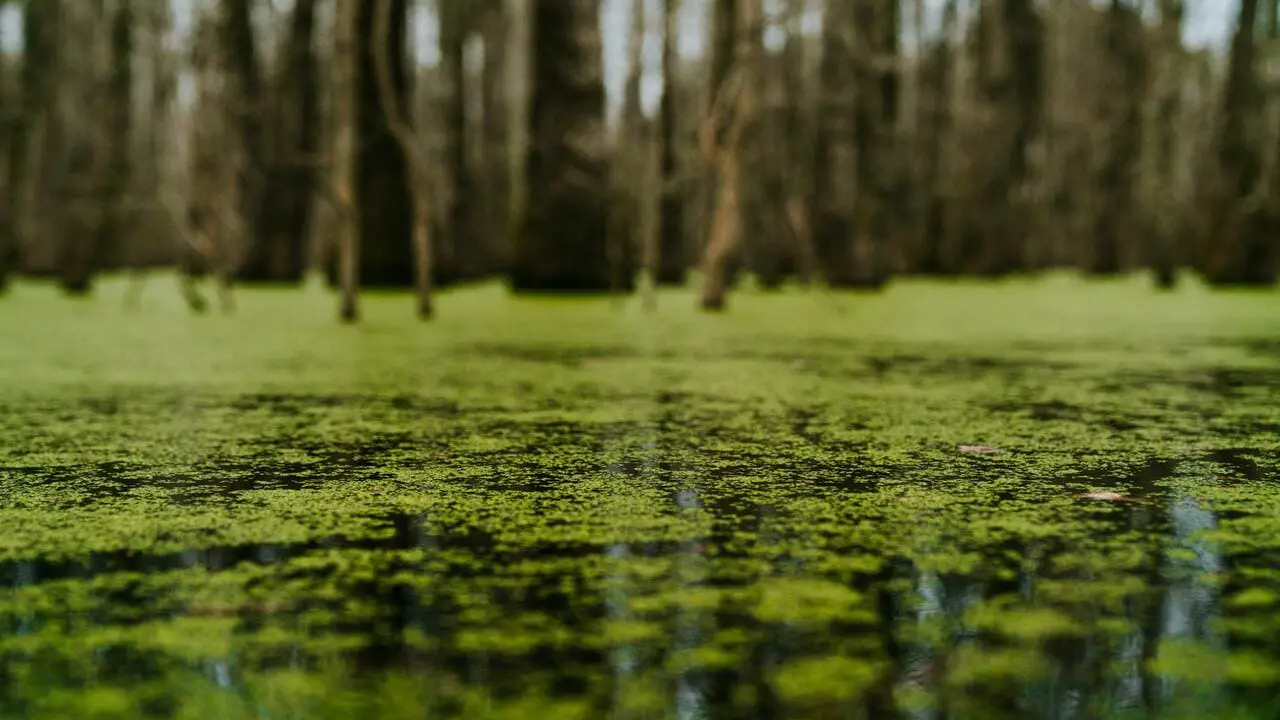Microalgae For Bioremediation of Polluted Water