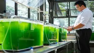 Microalgae for Carbon Capture and Utilization An Innovative Solution
