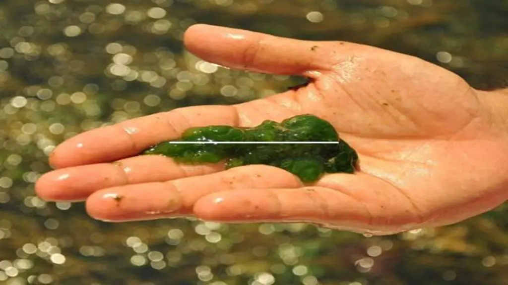 Real-World Applications of microalgae