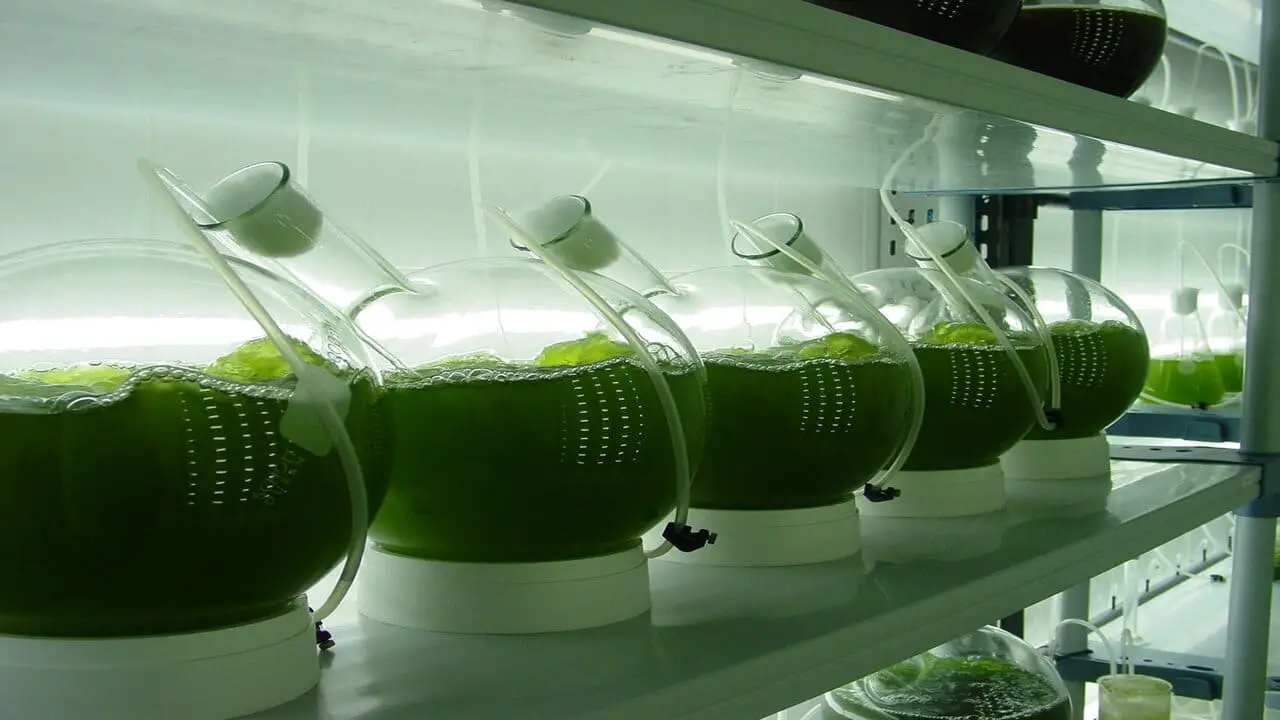 Microalgae Collection Systems Microalgae for Carbon Capture and Utilization: An Innovative Solution