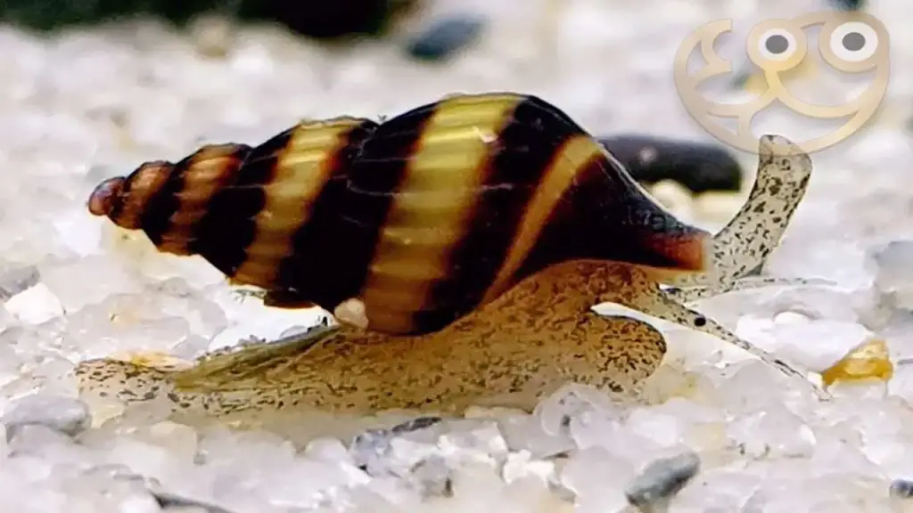 What Assassin Snails Really Eat