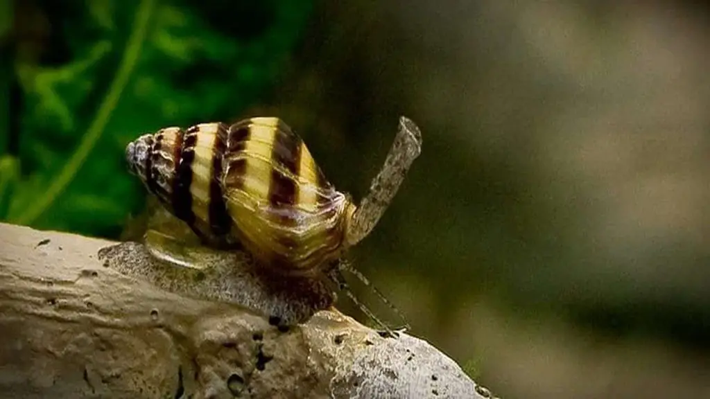 The Mechanics of the Hunt Ambush and Burrowing Behavior