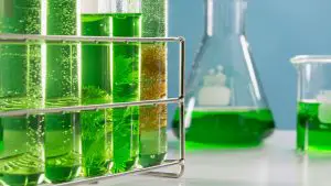 The Potential of Microalgae for Aquaculture Feed