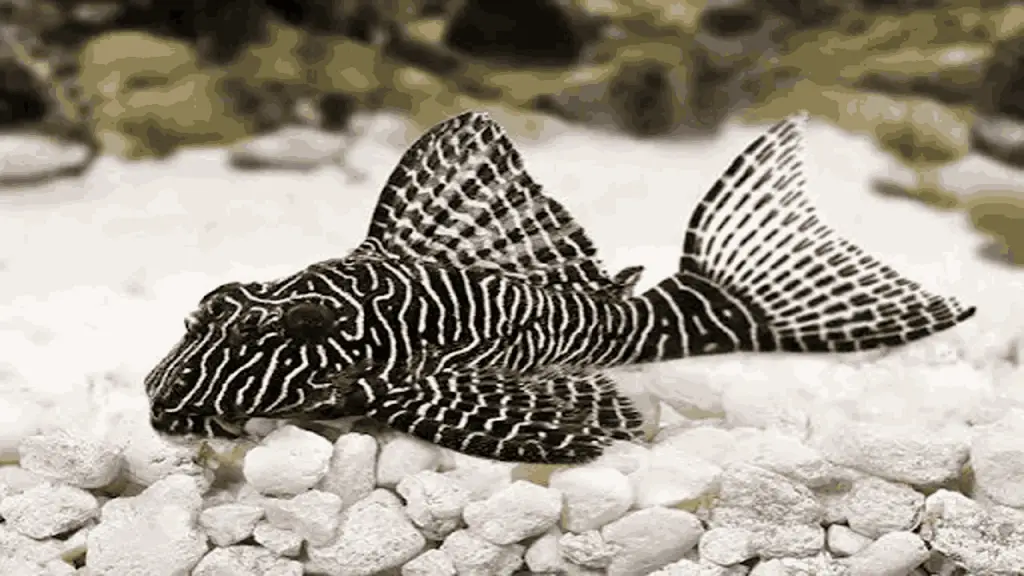 Zebra Pleco
