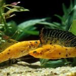 do mollies eat algae
