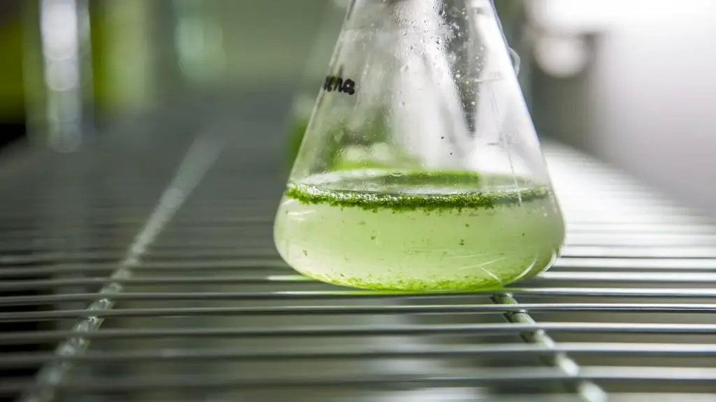 algae research