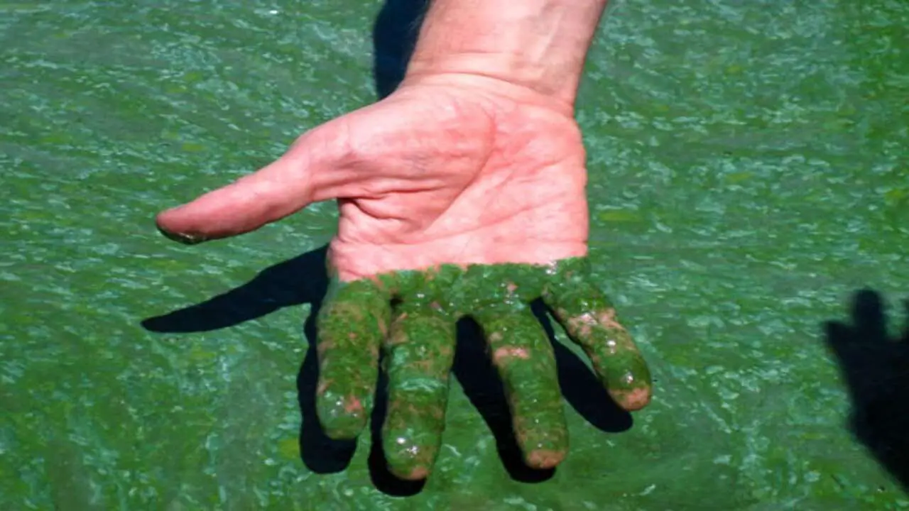 How To Identify Blue Green Algae Understanding Harmful Cyanobacteria