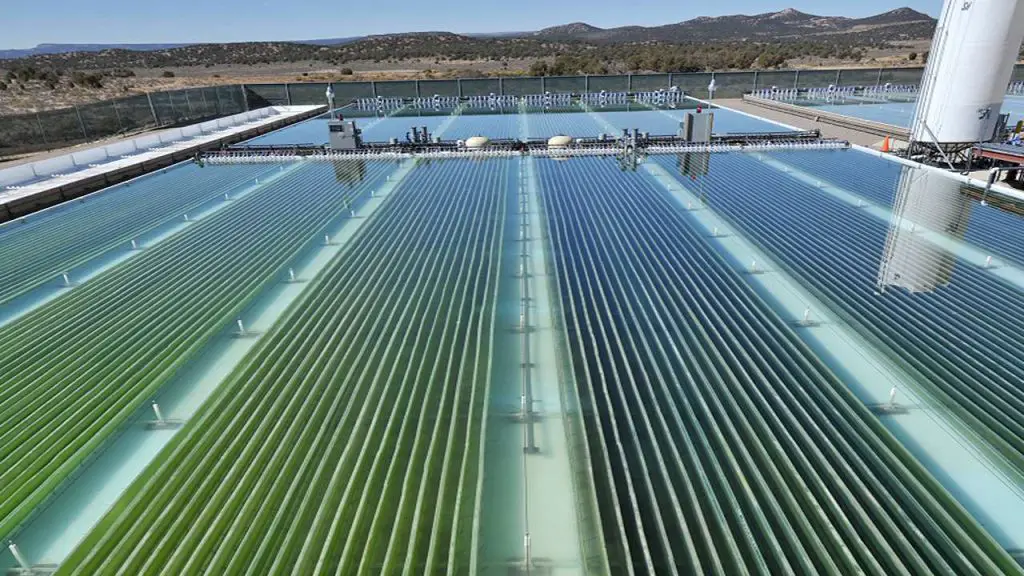 Cultivation Techniques