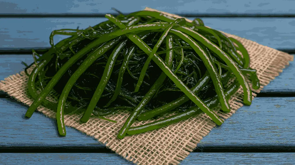 DIY vs. Commercial Algae Fertilizers