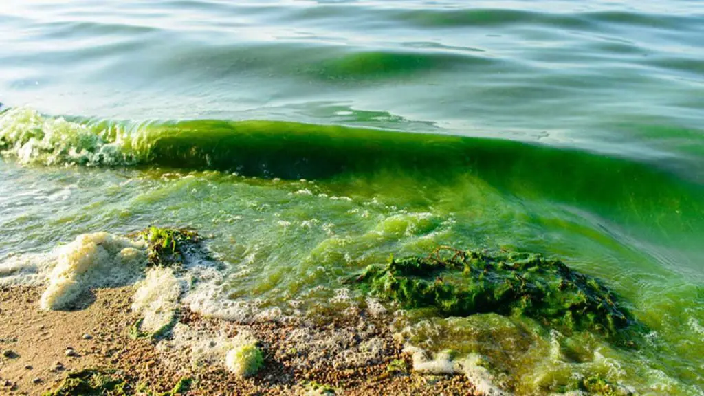 Environmental Impacts