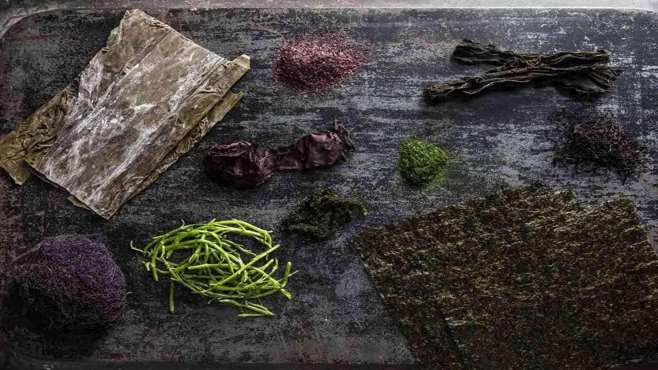 Exploring the World of Edible Seaweed Varieties and Recipes