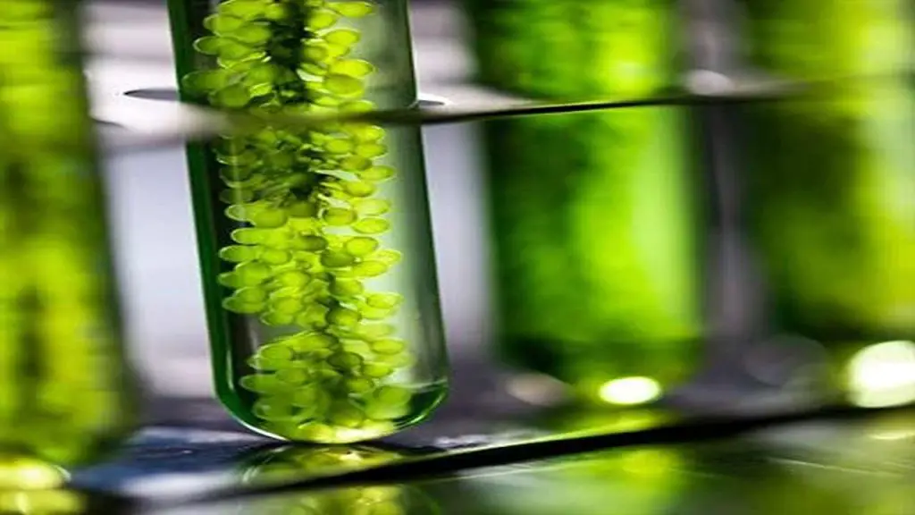Algae Extraction Techniques
