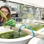 How To Grow Algae for Biofuel