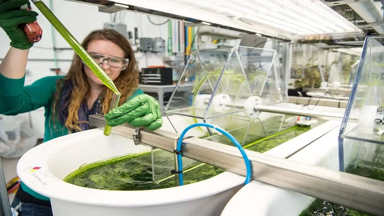 How To Grow Algae for Biofuel