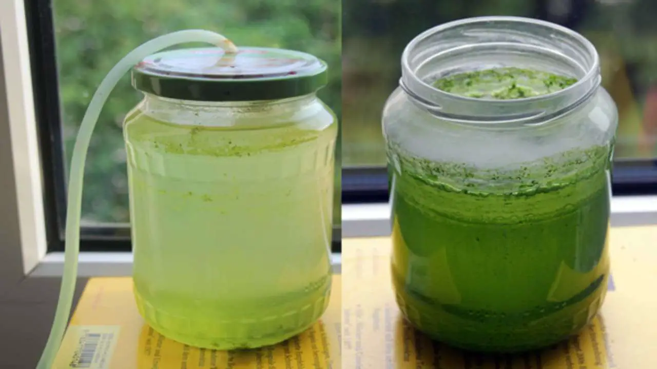 How To Grow Microalgae In a Jar