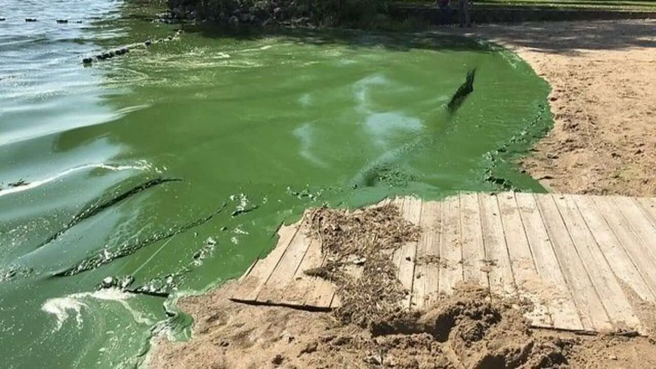 How To Identify Blue Green Algae
