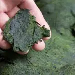 How To Use Algae Fertilizer