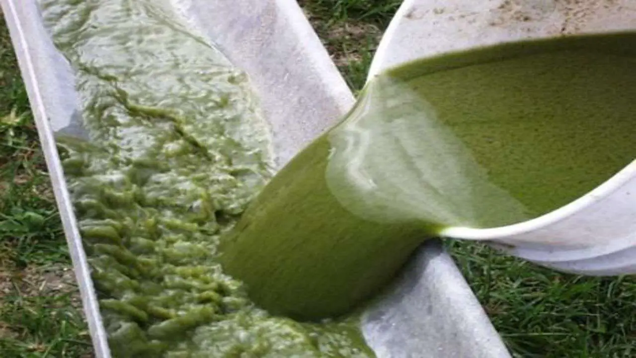 How to Extract Oil from Algae