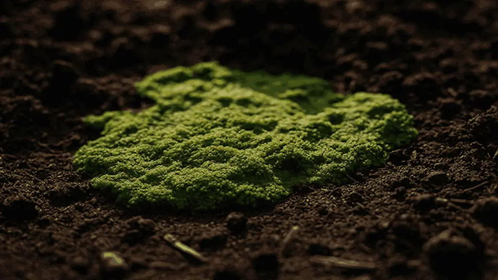 algae types