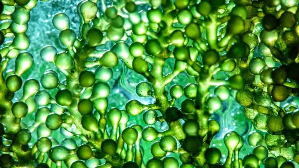 microalgae