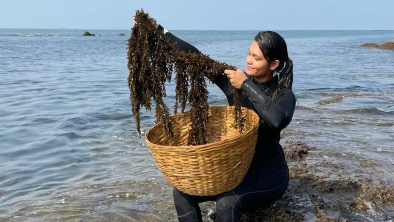 Seaweed Aquaculture for Marine Conservation