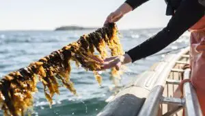 Seaweed Farming Sustainability