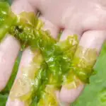 Seaweed for Anti-Aging Seaweed's Surprising Benefits