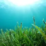 Seaweed for Reducing Carbon Emissions