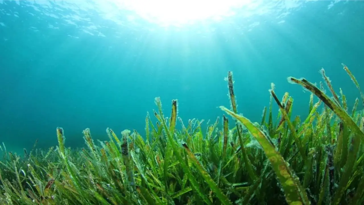 Seaweed for Reducing Carbon Emissions