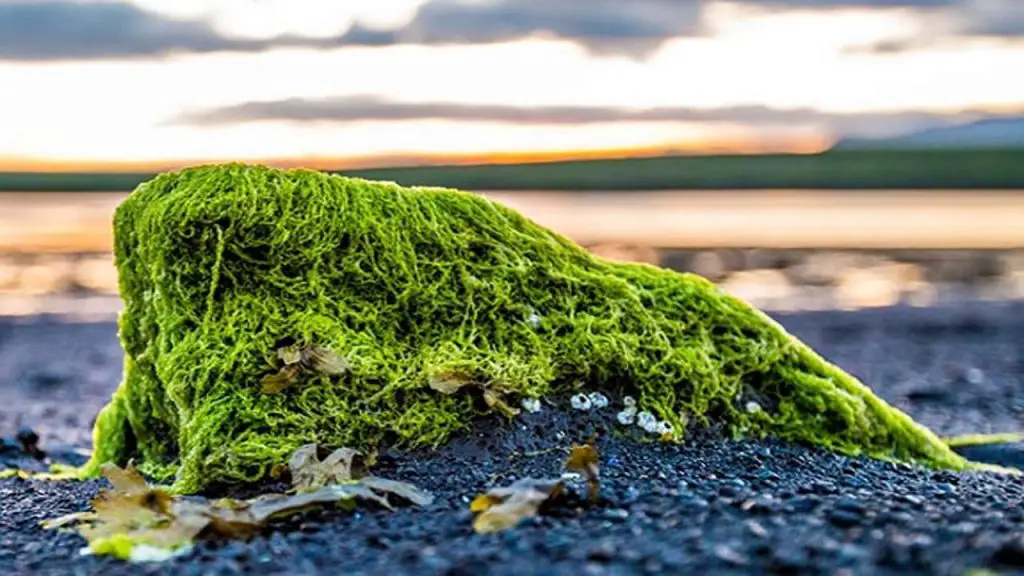 Selecting the Right Algae