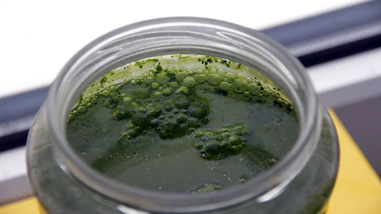 How To Grow Microalgae In a Jar?