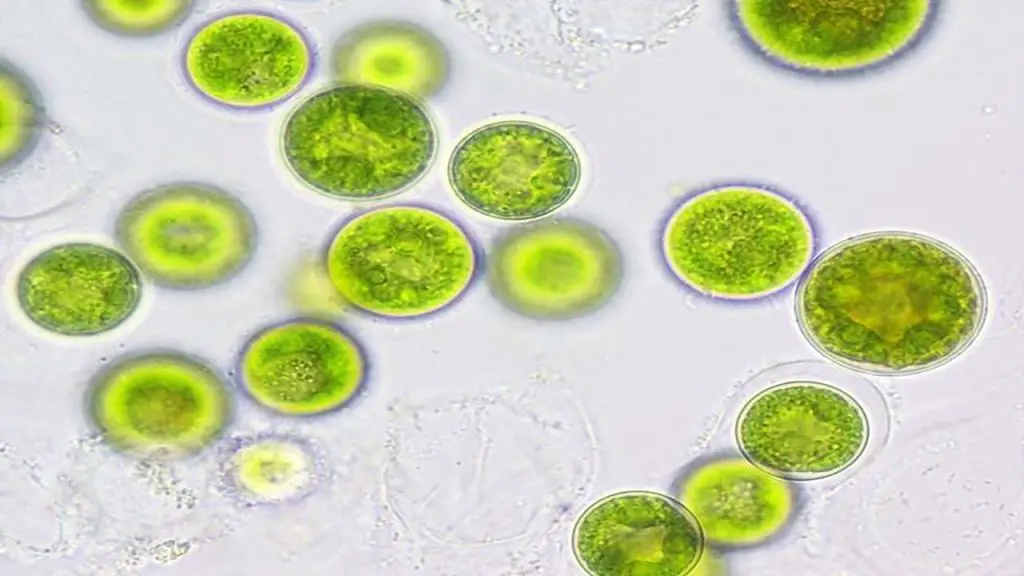 Synthetic Biology