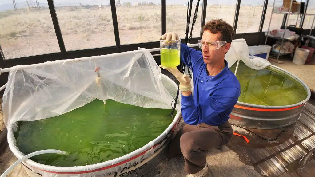 Algae Extraction