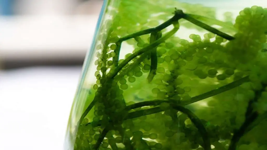 Algae Prevention