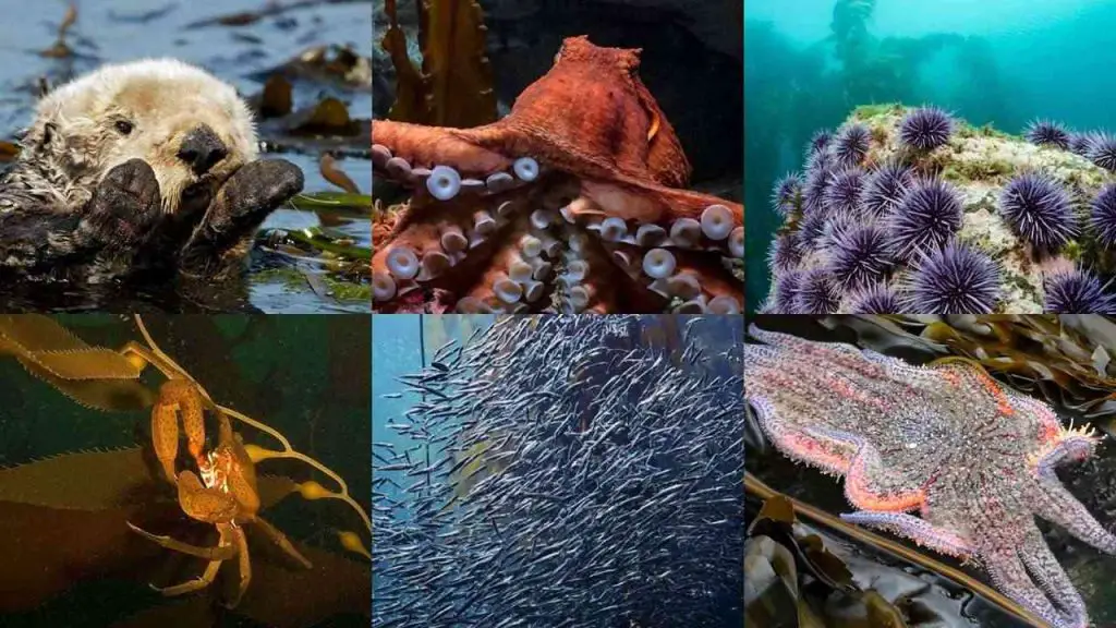 Animal That Eat Seaweed