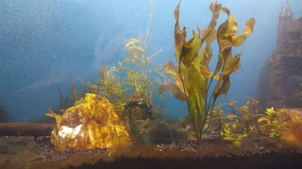 fish tank