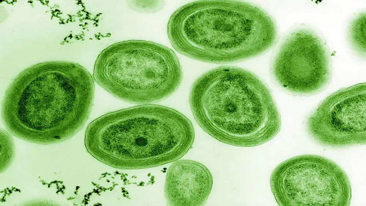 Can Algae Perform Photosynthesis
