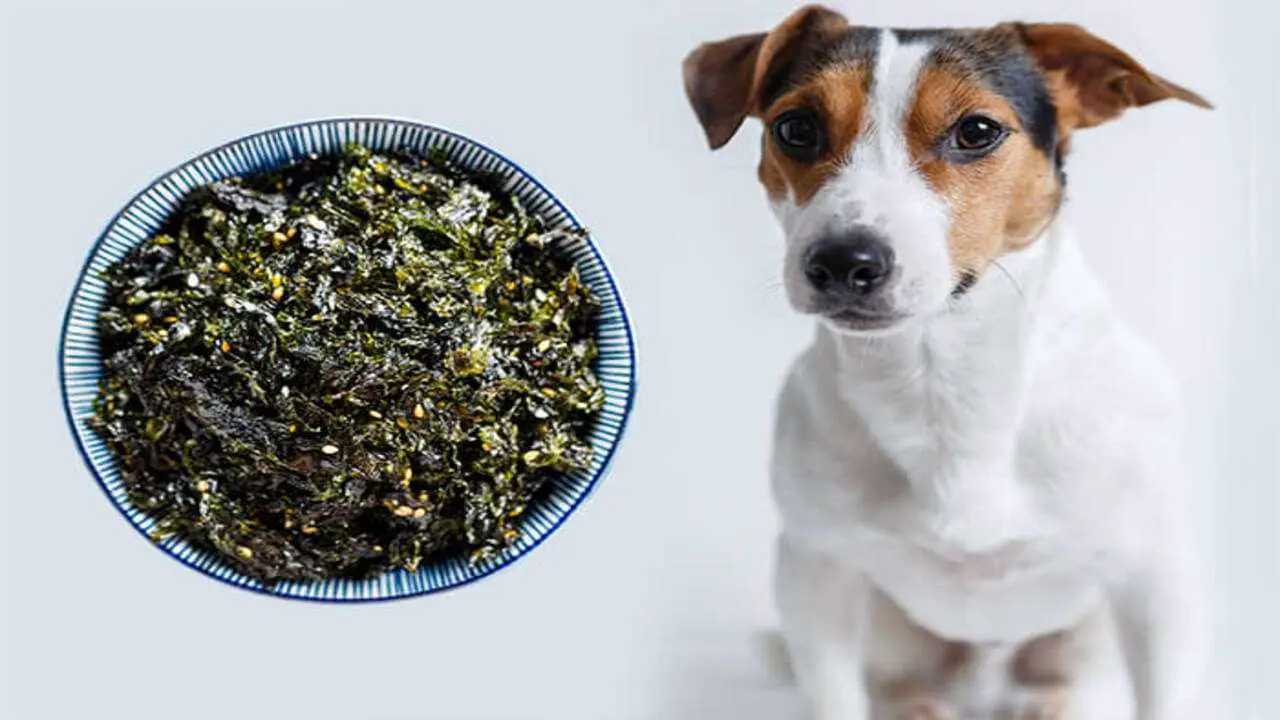 Can Dogs Eat Seaweed