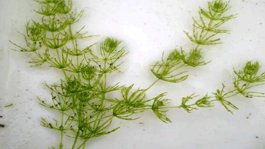 algae Differences from Traditional Plants