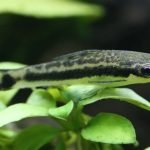 Do Otocinclus Eat Brown Algae