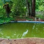 Does Chlorine Kill Algae in Swimming Pools