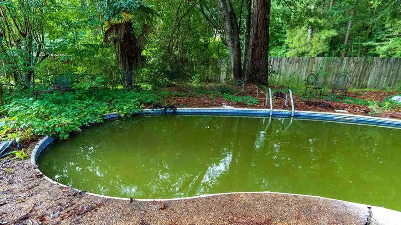 Does Chlorine Kill Algae in Swimming Pools