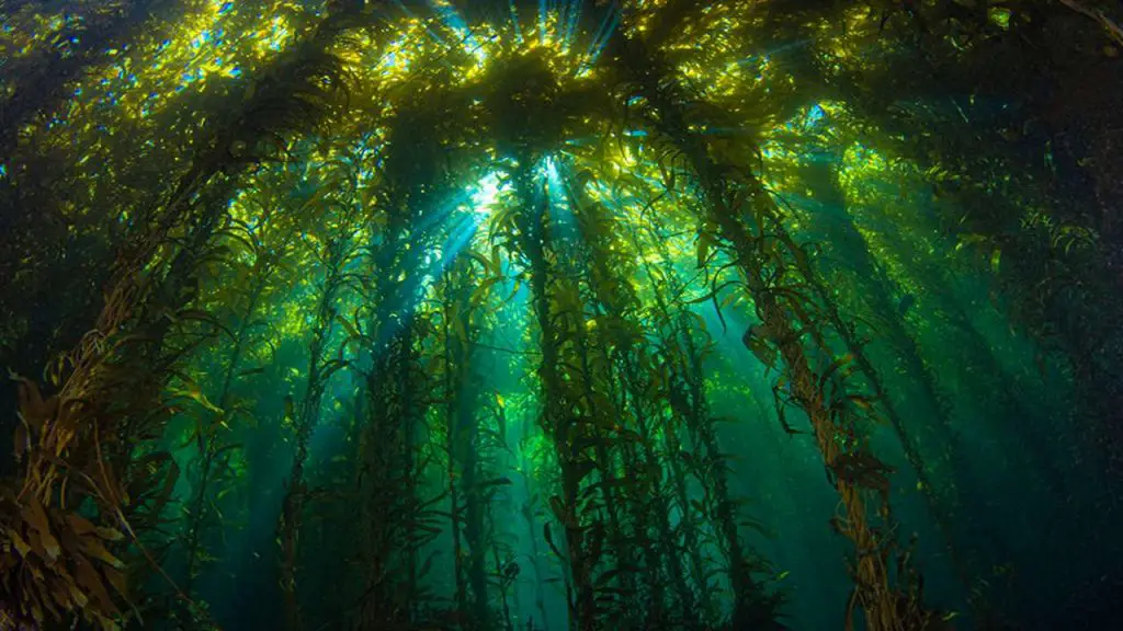 Importance of Algae