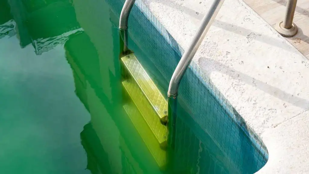 Health Risks of Swimming in Algae Pools